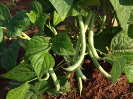 See full list on agrilifeextension.tamu.edu Bush Pole Type Snap Beans Home Garden Information Center