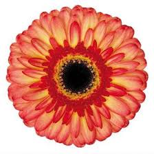 Check spelling or type a new query. Pin On April Flowers