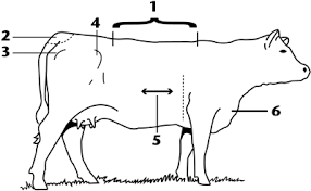 Managing your cow herd through body condition scoring a. Nmsu Managing And Feeding Beef Cows Using Body Condition Scores