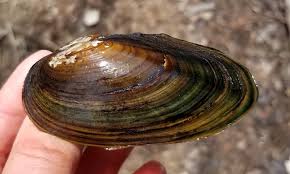 Image result for Bothriocline muschleriana