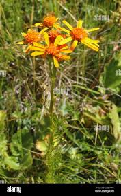 Image result for Senecio auriculatissimus