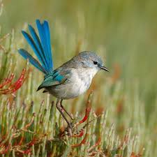 Birds That Sing In The Morning Australia A Little Male Splendid Fairy Wren In Eclipse Samphire South Of Perth Australia Beautiful Birds Colorful Birds Pretty Birds