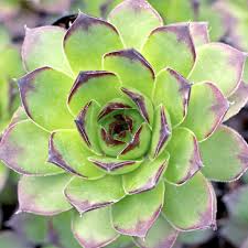 Image result for Thesium singulare