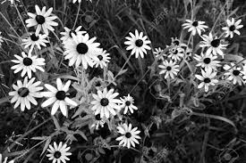 Maybe you would like to learn more about one of these? White Field Daisies In Black And White Style Wildflowers On The Background Of Herbs And Leaves Stock Photo Picture And Royalty Free Image Image 108665803