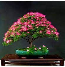They make a great gift for the home or office, classroom or dorm and are easy to care for. Egrow 20pcs Acacia Tree Seeds Colorful Albizia Julibrissin Tree Seed Indoor Bonsai Tree Planting