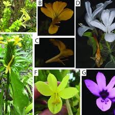 Image result for Barleria crossandriformis