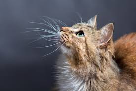 How can we help our anxious cat? Cat Pheromone Diffusers 6 To Calm Your Anxious Feline Great Pet Care