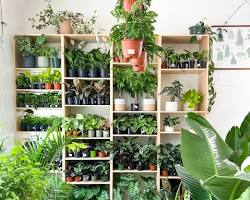 Image de Plantes