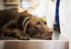 So in an effort to keep my furry friends safe, i went to several vets turns out, hundreds of plants can be poisonous to pets, and many of these are found in and around our homes. Poisonous Plants To Dogs What Is Toxic To Dogs Petmd