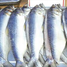 Jangan lupa cuba resepi acar ikan masin ini ! Fresh Ikan Terubuk Masin Sarawak Home Made Food Drinks Packaged Snacks On Carousell
