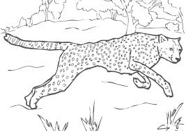 Some of the coloring pages shown here are cheetah coloring, big cheetah for kids coloring point animal kids, cheetah coloring. Cheetah Coloring Pages 100 Pictures Free Printable