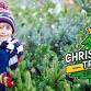 Christmas Tree Spree event image
