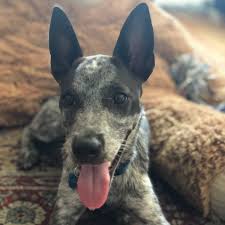 When brits emigrated to australia, they aussie cattlemen wanted a dog that could work hard in the hot, dry climate. Adopt An Australian Cattle Dog Puppy Near Los Angeles Ca Get Your Pet