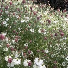 Albion Black Pod Nigella Seed Johnny S Selected Seeds Nigella Seeds Nigella Seeds