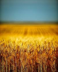 You Ll Remember Me When The West Wind Blows Whole Wheat Minimalist Photography Minimalist Landscape Minimal Photography