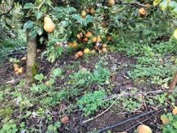 Productores de pera en Tibaná preocupados por millonarias pérdidas ante  desplome del precio del producto - Boyacá 95.6 fm