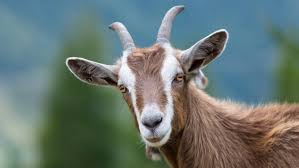 Goat Dream Meaning And Interpretations
