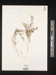 Image result for Microcharis angolensis