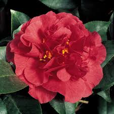 Free shipping on orders over $99 with arrive alive guarantee from the tree center Camellia Kramer S Supreme Camellia Japonica Hybrid