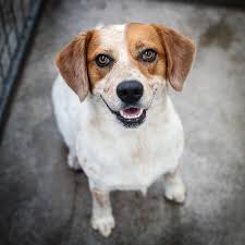 Early Shelter Photography