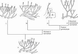 Easily create network diagrams, layouts and much more in minutes with smartdraw. Reconstruction Of The Divergence Of The Liverwort L Moss M Download Scientific Diagram