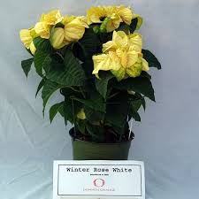 Maybe you would like to learn more about one of these? Winter Rose White Poinsettia Trials