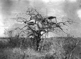 Están sujetos a depredación por leones. Fotos Los Leones Comehombres Sociedad El Pais