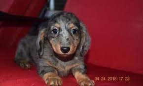 Check spelling or type a new query. Miniature Dachshund Puppy For Sale Adoption Rescue For Sale In Marshfield Missouri Classified Americanlisted Com
