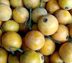 Image result for Garcinia buchneri