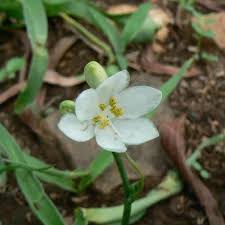 Image result for Anthericaceae