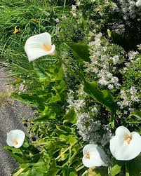 Im overjoyed to present my beloved nature-themed magic items & spells in  ARCADIAs 🌿 Wonders of the Wilds 🌿! Not to mention this gorgeous  illustration from cloud-master @idrawbagman! Your druids wolf form