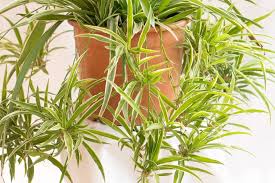 Image result for Chlorophytum lancifolium