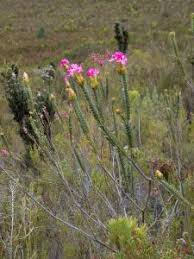 Image result for Penaeaceae