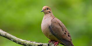 Find the perfect mourning dove stock photos and editorial news pictures from getty images. Mourning Dove Eek Wisconsin