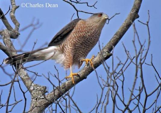 Cooper's Hawk | State of Tennessee, Wildlife Resources Agency