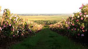 Din 1997, până în prezent davino roșu de ceptura davino este produs din două soiuri, vinificate separat cu ajutorul tehnologiei clasice de fermentare pe boștină în recipiente din inox. Roemenie Faurar Rosu De Ceptura Rood Medium Il Divino Wijnwinkel