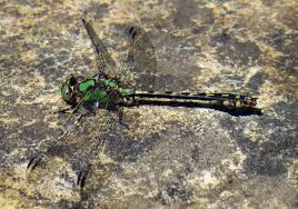 Image result for Phacelurus gabonensis