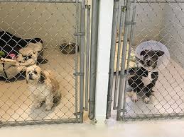 Pet adoption and rescue powered by. Animal Nonprofit Seeks Donors Volunteers Jersey Shore Online