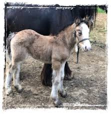 Gorgeous silver dapple gypsy vanner gelding …. Gypsy Vanner Mares Buckskin Filly For Sale In Ohio Honour Horners Gypsy Vanners