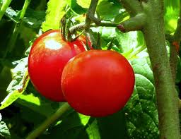 tomatoes ile ilgili görsel sonucu