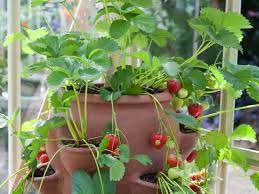 Remove grass, weeds, grubs, and soil disease to give your strawberries full access to the soil's nutrients. The Definitive Guide To Growing Strawberries Hort Zone
