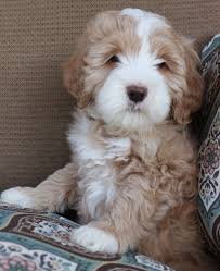 Australian labradoodle breeder since 2001! Pin On Cute Animals