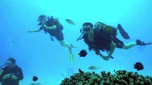 Pendant trois semaines, cyril, le vétérinaire, bérénice, la responsable du complexe aquatique, anthony, le chef animalier, charlotte, la soigneuse polyvalente, et stéphane, le directeur, rejoindront les équipes du docteur. Une Saison A Tahiti En Replay Revoir Toutes Les Emissions De Une Saison A Tahiti En Replay