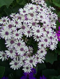 Image result for Pericallis hybrida