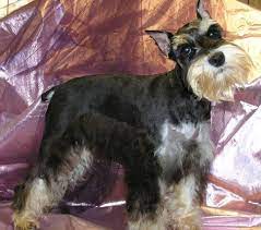 Find miniature schnauzer dogs and puppies from texas breeders. Annie Black And Silver Phantom Female Schnauzer Mini Schnauzer Female