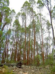 Image result for Callitris endlicheri