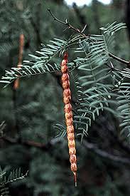 Image result for Prosopis glandulosa