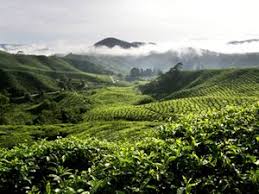Indeed it is a magnificent place where onlookers can enjoy the scenic view and consider it as an one stop destination the farm and the garden, to relax, unwind and enjoy harmony. Cameron Highlands Wikitravel