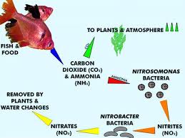 Nitrogen Cycle In Aquariums Understanding The Basics Nitrogen Cycle Nitrogen Cycle