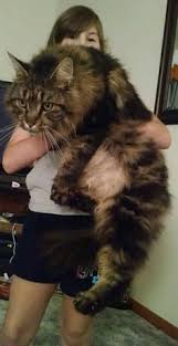 Royal canin maine coon kitten/роял канин для котят мейн куна. Muse Coons